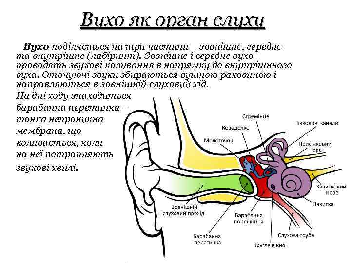 Вухо як орган слуху Вухо поділяється на три частини – зовнішнє, середнє та внутрішнє