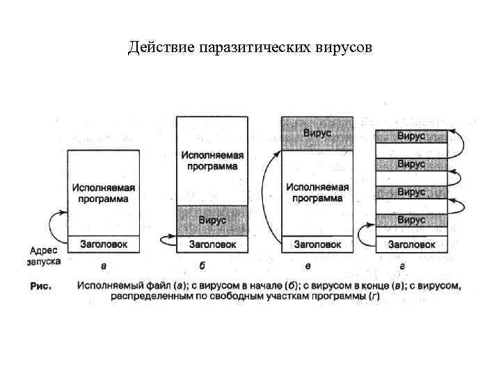 Действие паразитических вирусов 