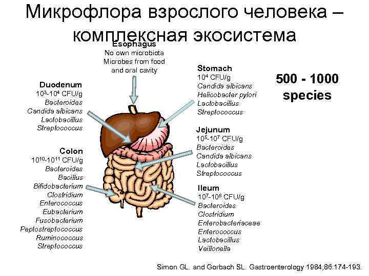 Микрофлора взрослого человека – комплексная экосистема Esophagus No own microbiota Microbes from food and