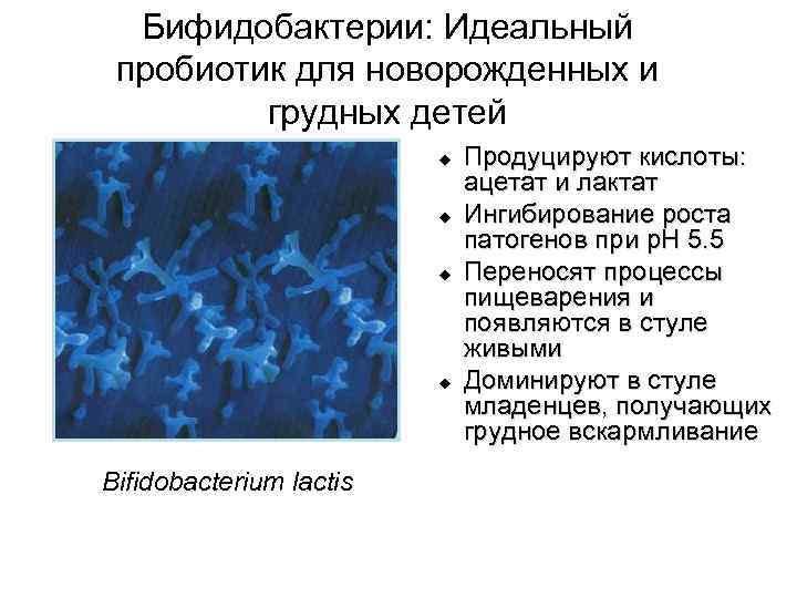 Бифидобактерии: Идеальный пробиотик для новорожденных и грудных детей u u Bifidobacterium lactis Продуцируют кислоты: