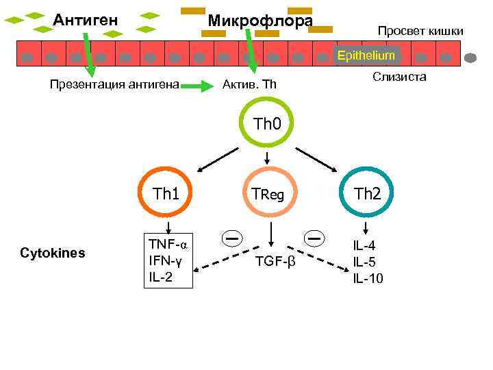 Антиген Микрофлора Просвет кишки Epithelium Презентация антигена Актив. Th Слизиста Th 0 Th 1