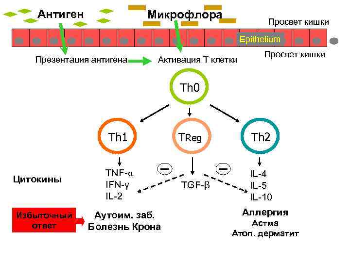 Антиген Микрофлора Просвет кишки Epithelium Презентация антигена Активация T клетки Просвет кишки Th 0