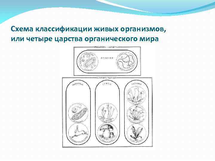 Схема классификации живых организмов, или четыре царства органического мира 