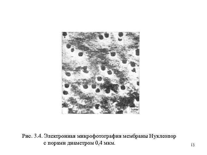 Рис. 3. 4. Электронная микрофотография мембраны Нуклеопор с порами диаметром 0, 4 мкм. 13