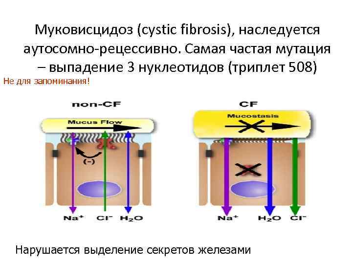 Муковисцидоз (cystic fibrosis), наследуется аутосомно рецессивно. Самая частая мутация – выпадение 3 нуклеотидов (триплет