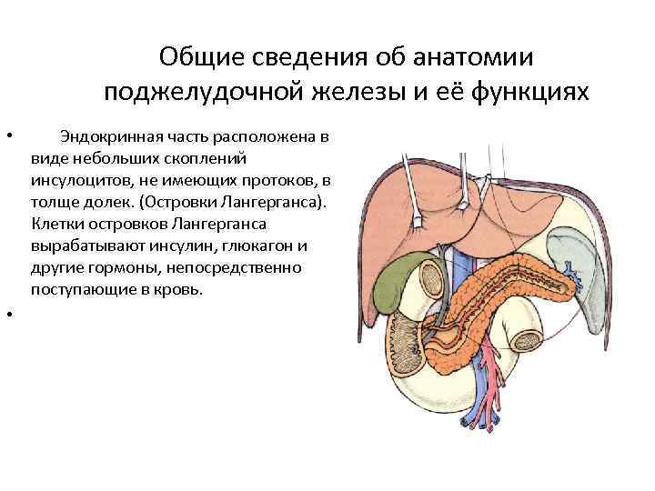 Строение поджелудочной железы животных