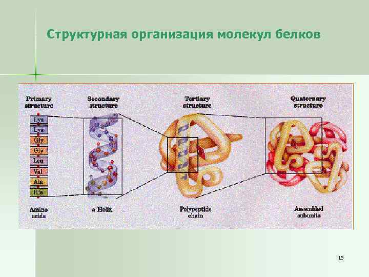 Структурная организация молекул белков 15 