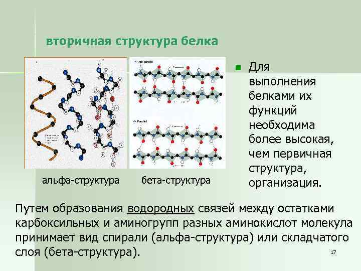 вторичная структура белка n альфа-структура бета-структура Для выполнения белками их функций необходима более высокая,