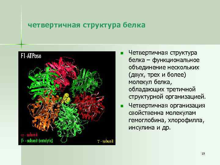 четвертичная структура белка n n Четвертичная структура белка – функциональное объединение нескольких (двух, трех