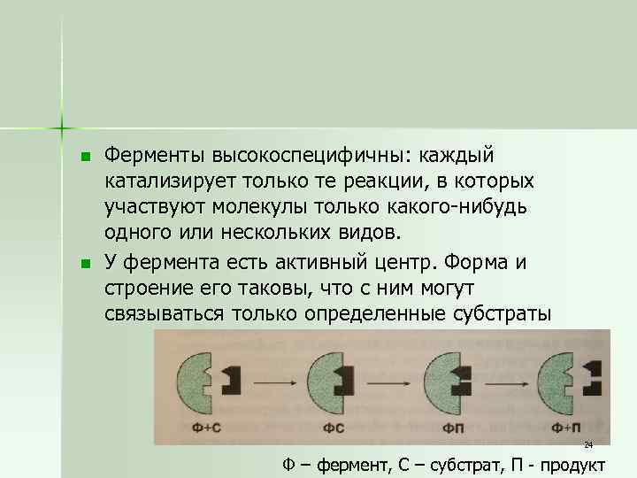 n n Ферменты высокоспецифичны: каждый катализирует только те реакции, в которых участвуют молекулы только
