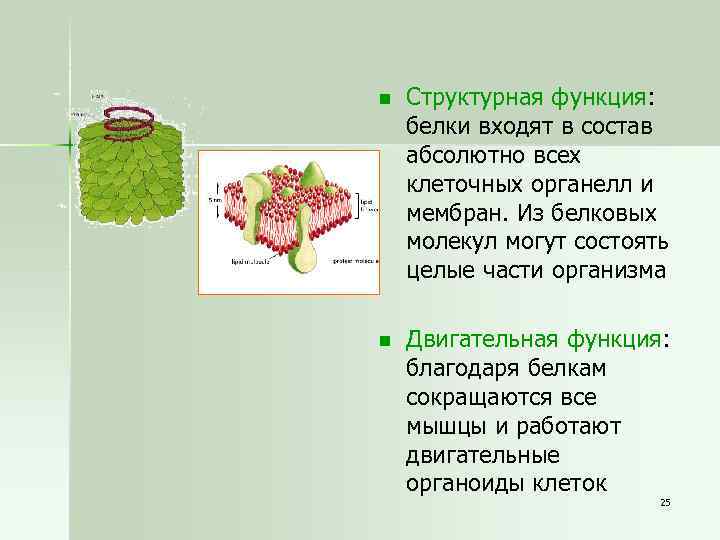 n Структурная функция: белки входят в состав абсолютно всех клеточных органелл и мембран. Из