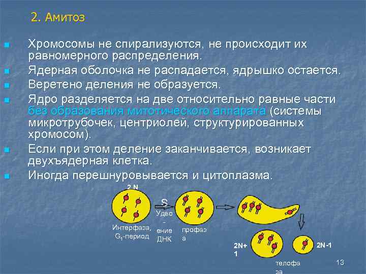 2. Амитоз n n n Хромосомы не спирализуются, не происходит их равномерного распределения. Ядерная