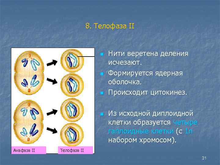 8. Телофаза II n n Анафаза II Нити веретена деления исчезают. Формируется ядерная оболочка.