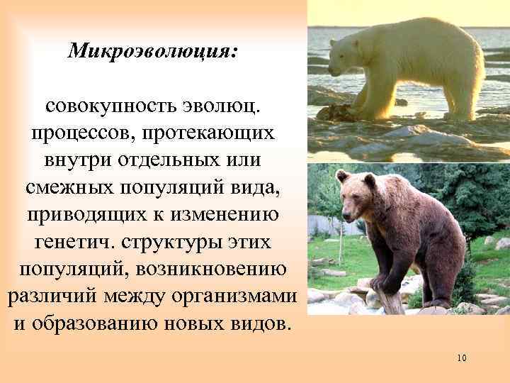 Микроэволюция: совокупность эволюц. процессов, протекающих внутри отдельных или смежных популяций вида, приводящих к изменению