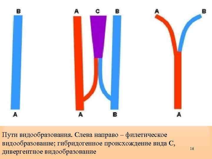 Пути видообразования. Слева направо – филетическое видообразование; гибридогенное происхождение вида С, дивергентное видообразование 16