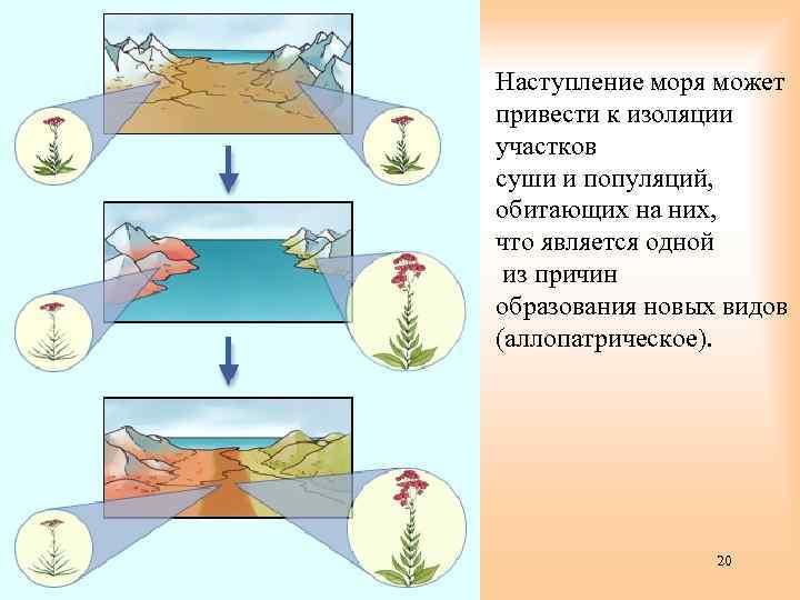 Наступление моря может привести к изоляции участков суши и популяций, обитающих на них, что