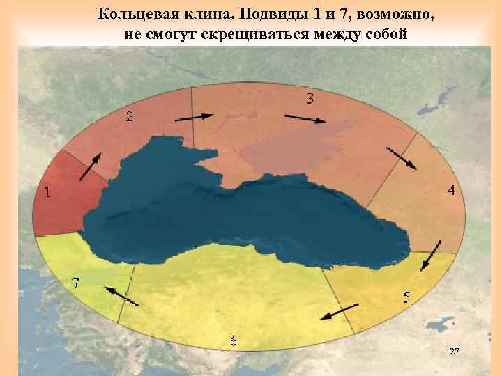 Кольцевая клина. Подвиды 1 и 7, возможно, не смогут скрещиваться между собой 27 