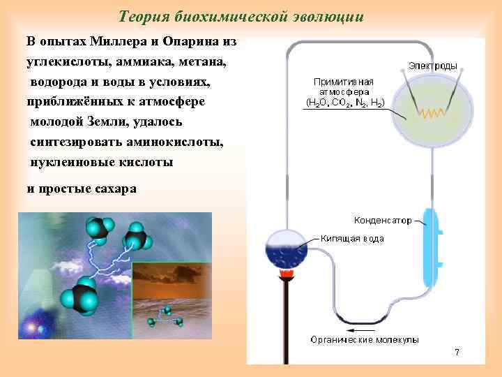 Теория биохимической эволюции В опытах Миллера и Опарина из углекислоты, аммиака, метана, водорода и