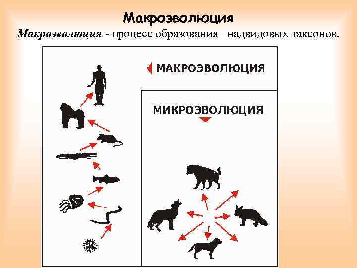 Макроэволюция - процесс образования надвидовых таксонов. 10 