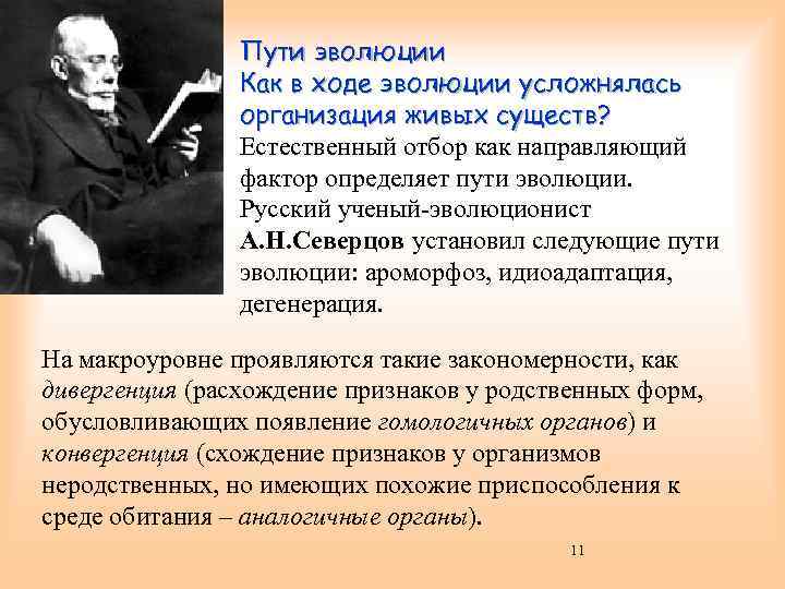 Пути эволюции Как в ходе эволюции усложнялась организация живых существ? Естественный отбор как направляющий