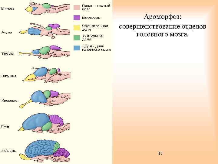 Ароморфоз: совершенствование отделов головного мозга. 15 