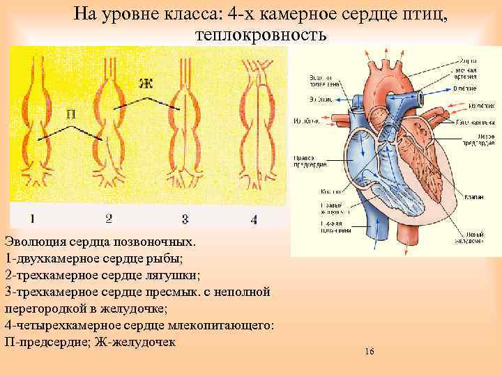 На уровне класса: 4 -х камерное сердце птиц, теплокровность Эволюция сердца позвоночных. 1 -двухкамерное