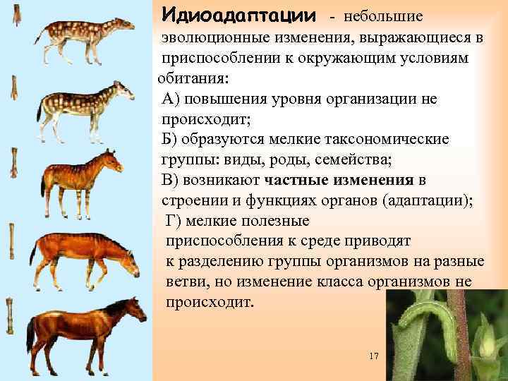 Идиоадаптации - небольшие эволюционные изменения, выражающиеся в приспособлении к окружающим условиям обитания: А) повышения