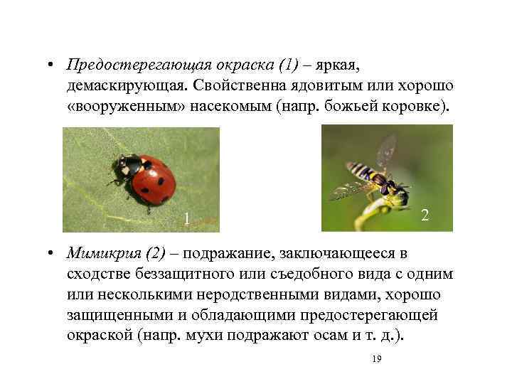  • Предостерегающая окраска (1) – яркая, демаскирующая. Свойственна ядовитым или хорошо «вооруженным» насекомым