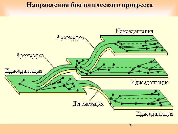 Направления биологического прогресса 24 