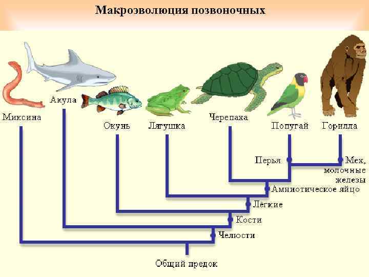 Макроэволюция позвоночных 25 