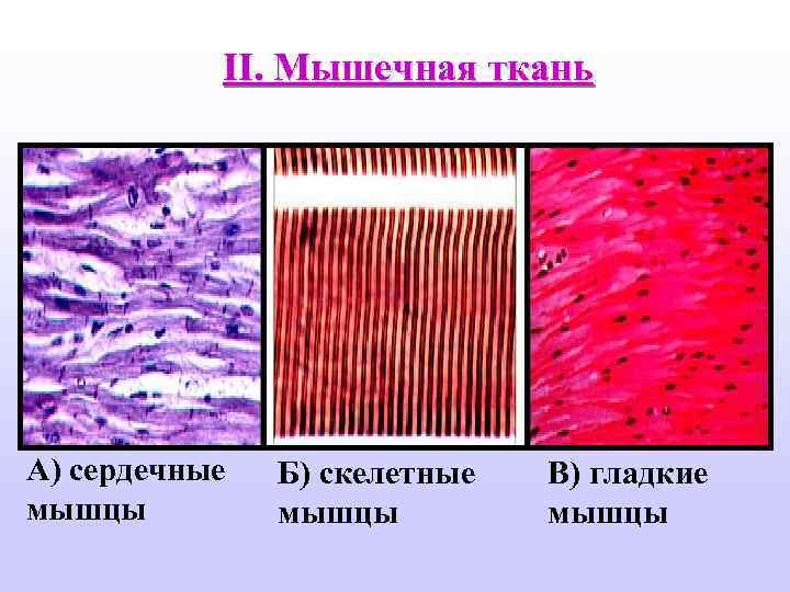 II. Мышечная ткань А) сердечные мышцы Б) скелетные мышцы В) гладкие мышцы 