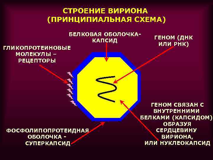 СТРОЕНИЕ ВИРИОНА (ПРИНЦИПИАЛЬНАЯ СХЕМА) БЕЛКОВАЯ ОБОЛОЧКАКАПСИД ГЛИКОПРОТЕИНОВЫЕ МОЛЕКУЛЫ – РЕЦЕПТОРЫ ФОСФОЛИПОПРОТЕИДНАЯ ОБОЛОЧКА СУПЕРКАПСИД ГЕНОМ