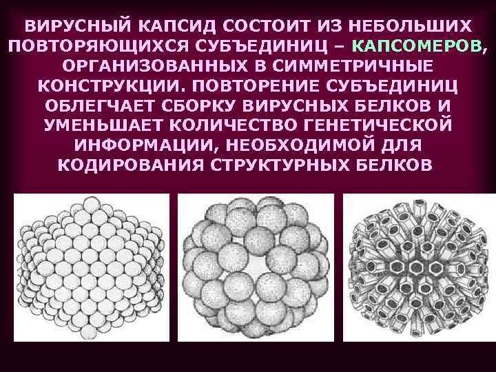 ВИРУСНЫЙ КАПСИД СОСТОИТ ИЗ НЕБОЛЬШИХ ПОВТОРЯЮЩИХСЯ СУБЪЕДИНИЦ – КАПСОМЕРОВ, ОРГАНИЗОВАННЫХ В СИММЕТРИЧНЫЕ КОНСТРУКЦИИ. ПОВТОРЕНИЕ