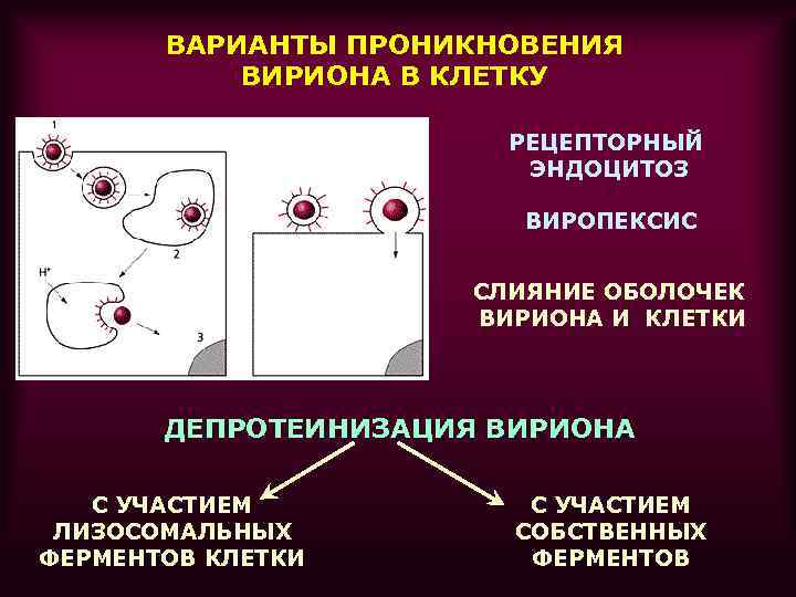 ВАРИАНТЫ ПРОНИКНОВЕНИЯ ВИРИОНА В КЛЕТКУ РЕЦЕПТОРНЫЙ ЭНДОЦИТОЗ ВИРОПЕКСИС СЛИЯНИЕ ОБОЛОЧЕК ВИРИОНА И КЛЕТКИ ДЕПРОТЕИНИЗАЦИЯ