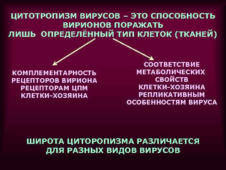 ЦИТОТРОПИЗМ ВИРУСОВ – ЭТО СПОСОБНОСТЬ ВИРИОНОВ ПОРАЖАТЬ ЛИШЬ ОПРЕДЕЛЁННЫЙ ТИП КЛЕТОК (ТКАНЕЙ) КОМПЛЕМЕНТАРНОСТЬ РЕЦЕПТОРОВ