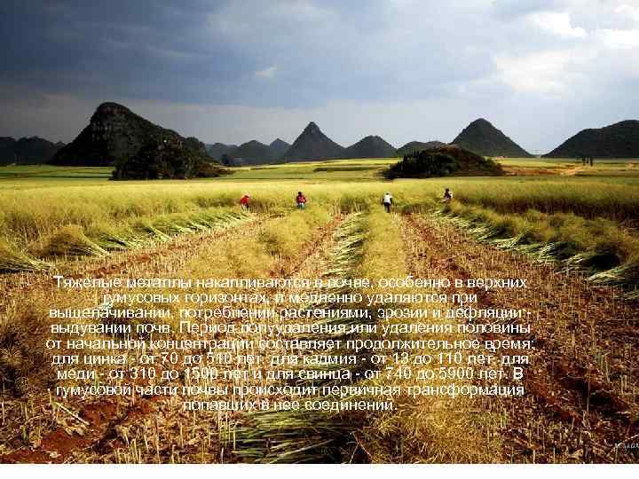 Тяжелые металлы накапливаются в почве, особенно в верхних гумусовых горизонтах, и медленно удаляются при