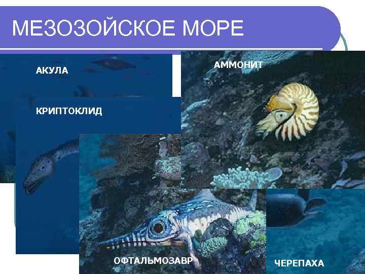 МЕЗОЗОЙСКОЕ МОРЕ АММОНИТ АКУЛА КРИПТОКЛИД ОФТАЛЬМОЗАВР ЧЕРЕПАХА 