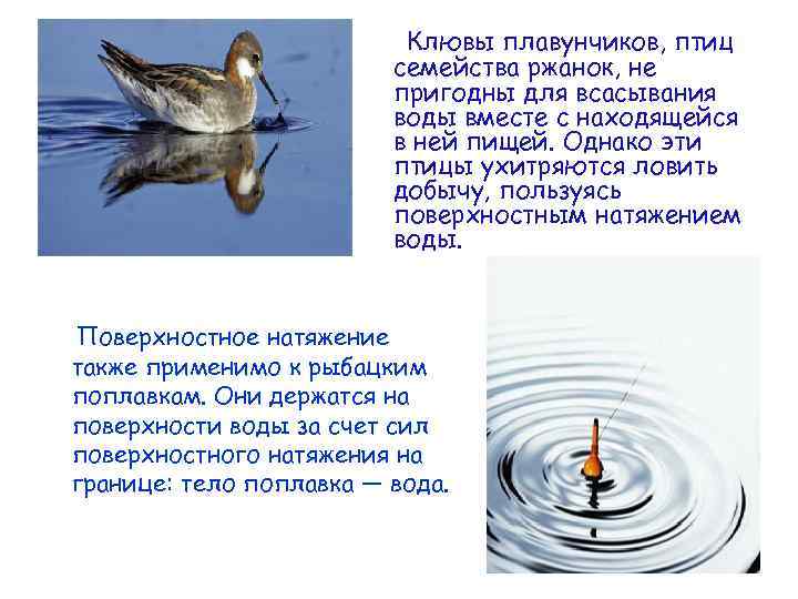 Клювы плавунчиков, птиц семейства ржанок, не пригодны для всасывания воды вместе с находящейся в