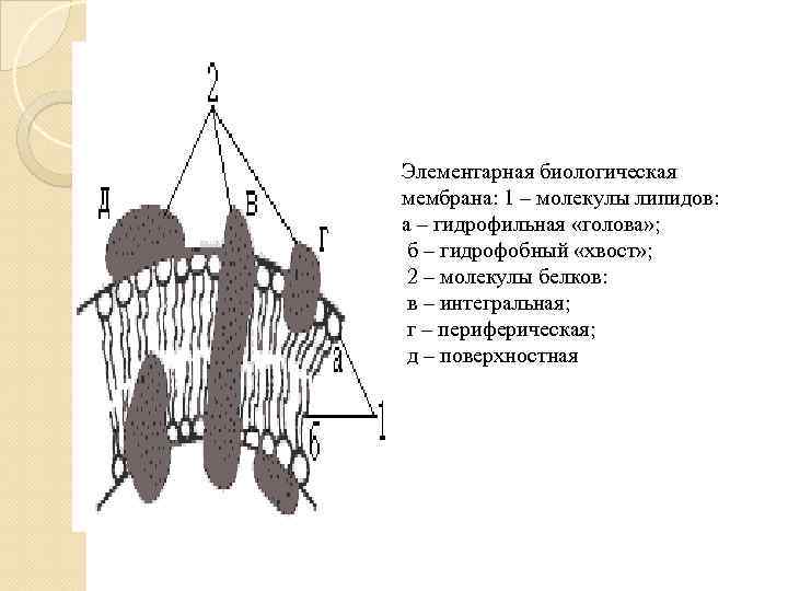 Элементарная биологическая мембрана: 1 – молекулы липидов: а – гидрофильная «голова» ; б –
