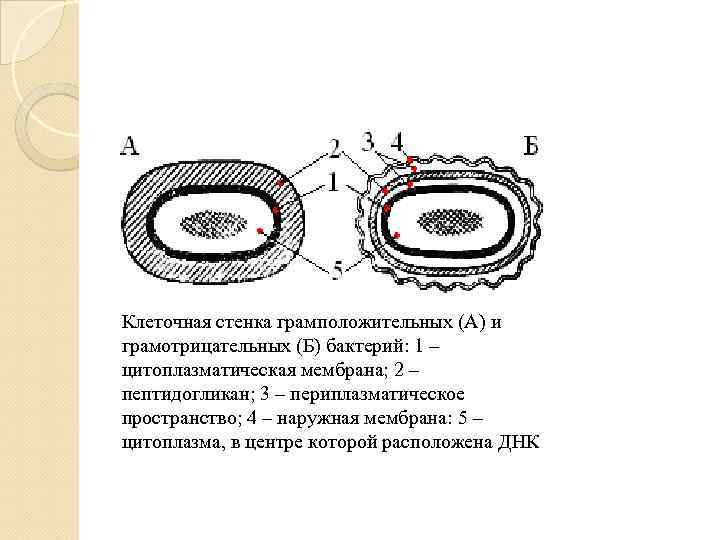 Клеточная стенка грамположительных (А) и грамотрицательных (Б) бактерий: 1 – цитоплазматическая мембрана; 2 –