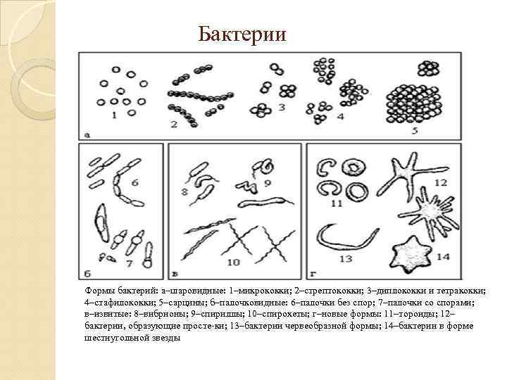 Бактерии Формы бактерий: а–шаровидные: 1–микрококки; 2–стрептококки; 3–диплококки и тетракокки; 4–стафилококки; 5–сарцины; б–палочковидные: 6–палочки без