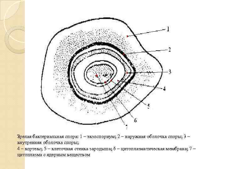 Зрелая бактериальная спора: 1 – экзоспориум; 2 – наружная оболочка споры; 3 – внутренняя