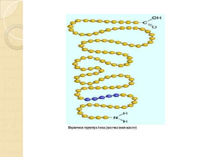 Первичная структура белка (цепочка аминокислот) 
