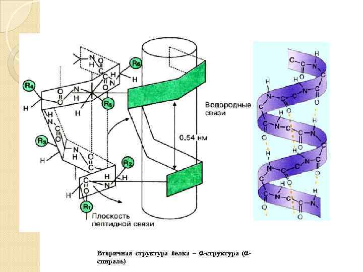 Вторичная структура белка – -структура ( спираль) 