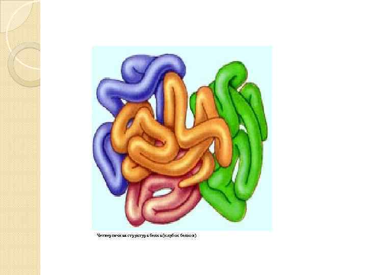 Четвертичная структура белка (клубок белков) 