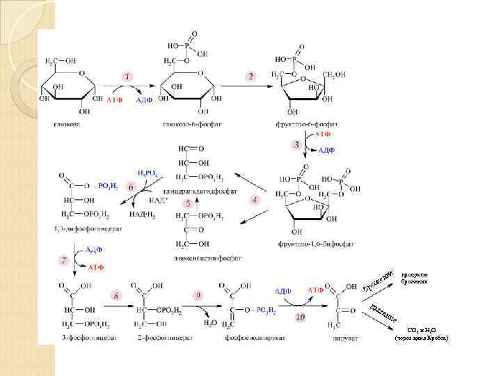 продукты брожения СО 2 и Н 2 О (через цикл Кребса) 
