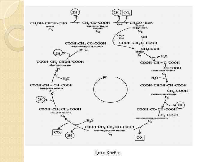Цикл Кребса 