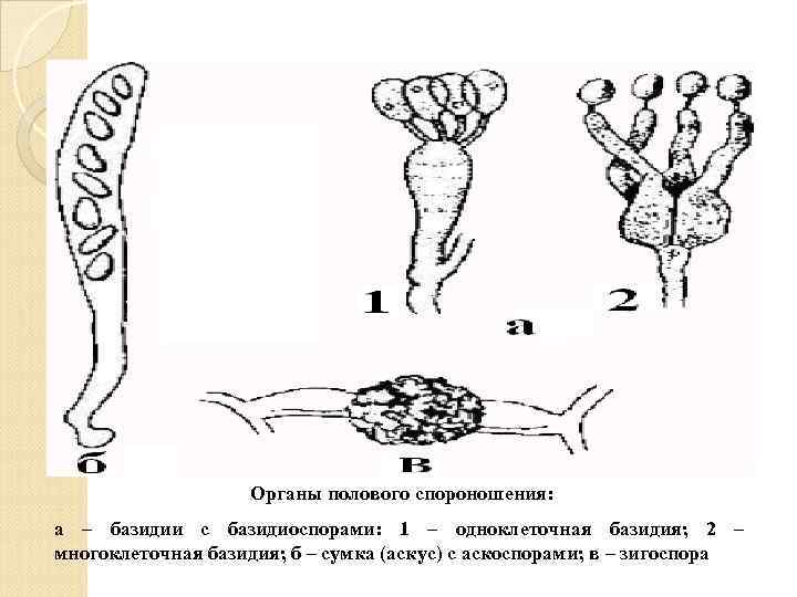 Органы полового спороношения: а – базидии с базидиоспорами: 1 – одноклеточная базидия; 2 –