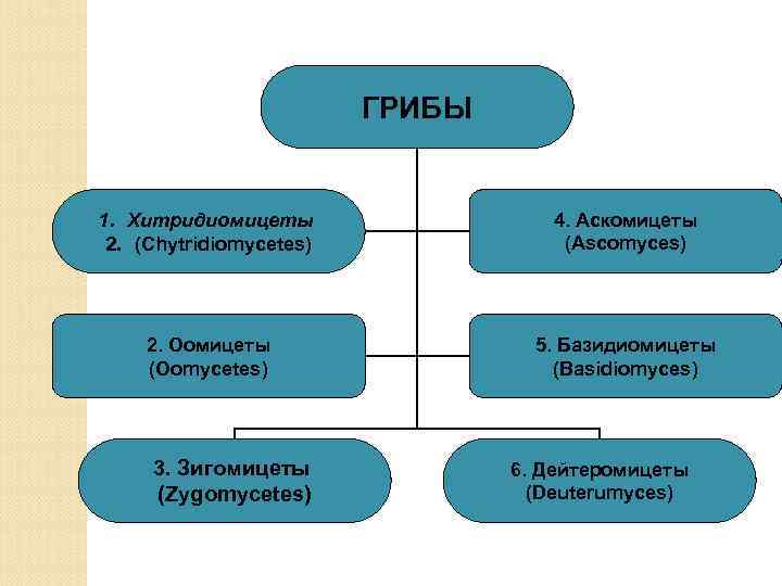 ГРИБЫ 1. Хитридиомицеты 2. (Chytridiomycetes) 4. Аскомицеты (Ascomyces) 2. Оомицеты (Oomycetes) 5. Базидиомицеты (Basidiomyces)