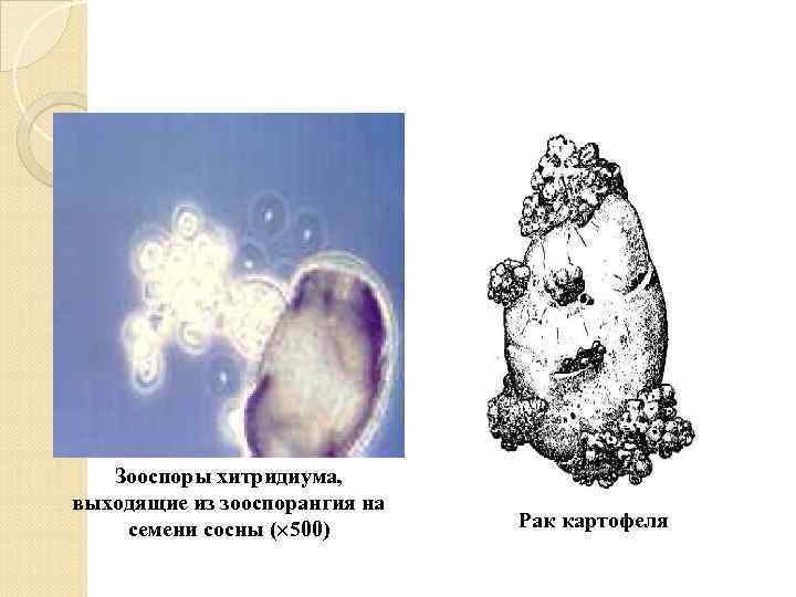 Зооспоры хитридиума, выходящие из зооспорангия на семени сосны ( 500) Рак картофеля 